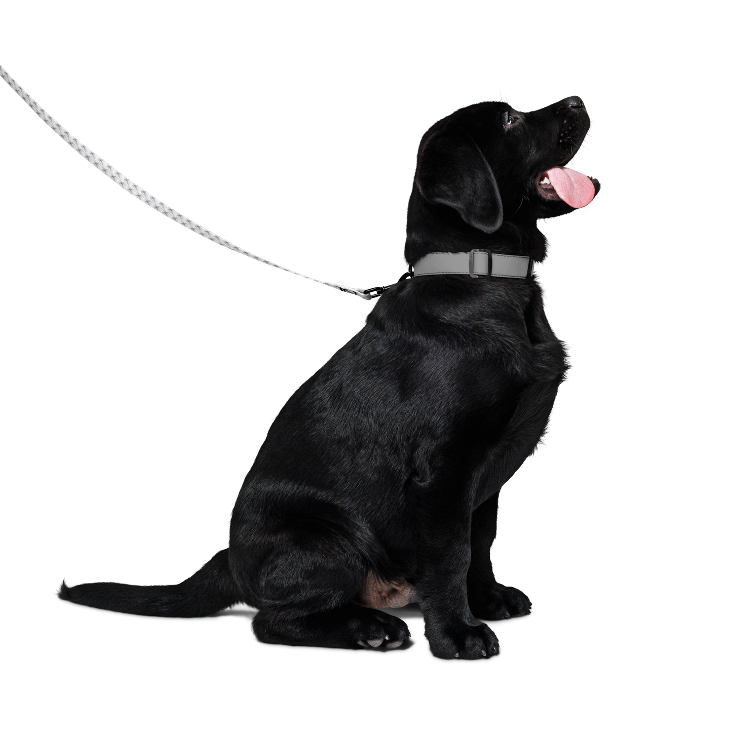 Quantum Nanops: Pet Leash (From the indGame book series)